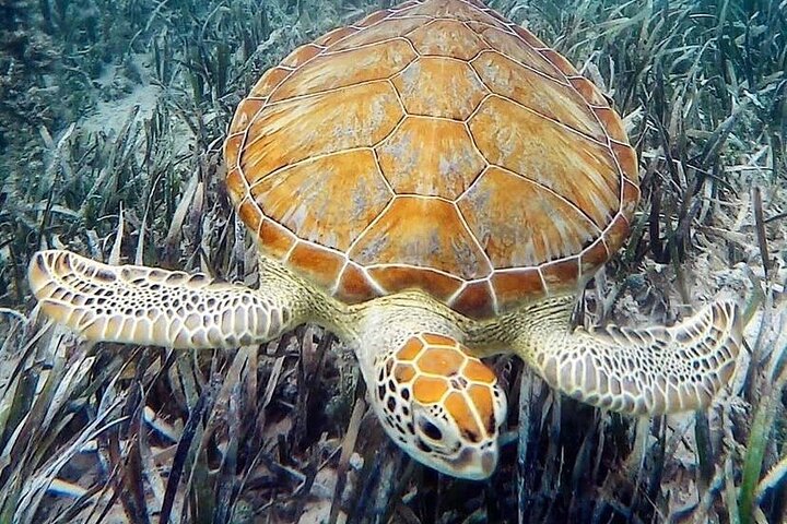 Tour en kayak transparent dans la mangrove | wizardtrip