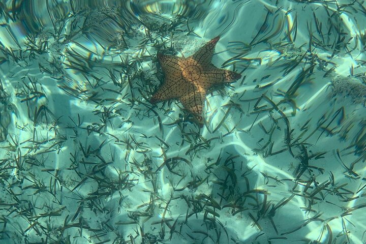 プロビデンシャレスのマングローブ生態系をクリアカヤックツアーで探検し、海洋生物を観察しましょう、写真6 | wizardtrip