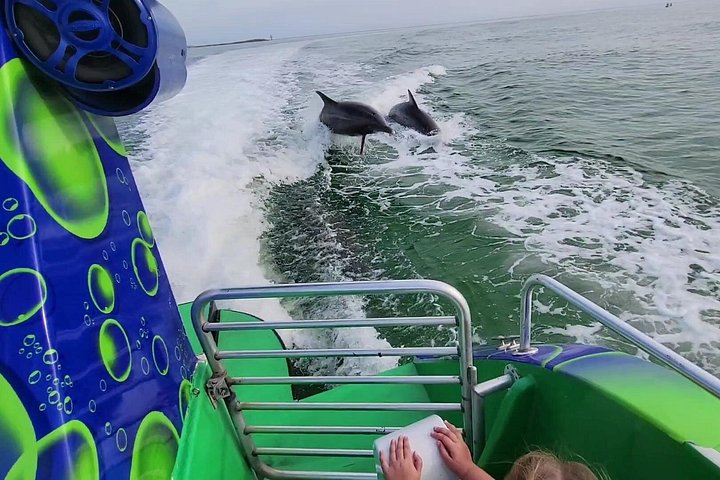 Snelle boottocht om dolfijnen en zeeleven te spotten in Destin, Florida, foto 7 | wizardtrip