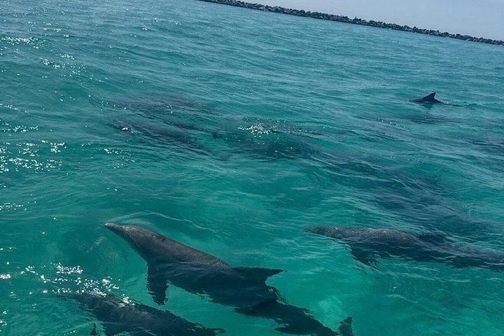 Snelle boottocht om dolfijnen en zeeleven te spotten in Destin, Florida, foto 24 | wizardtrip