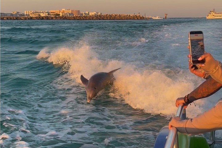 Snelle boottocht om dolfijnen en zeeleven te spotten in Destin, Florida, foto 27 | wizardtrip