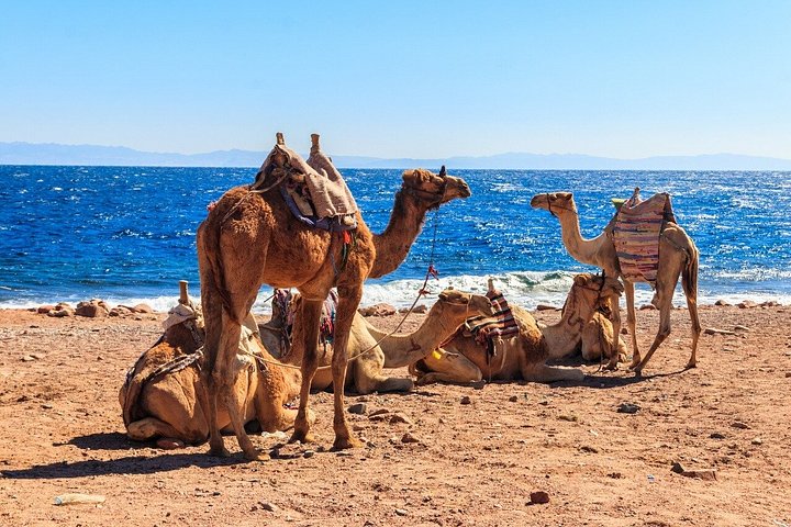 Jeepäventyr till Blue Hole, Canyon och Dahab från Sharm El Sheikh, Egypten, foto 42 | wizardtrip