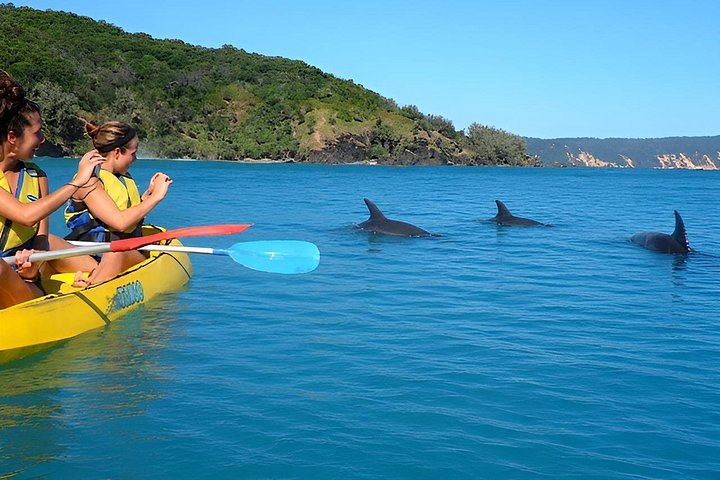 Kayak Épique avec Dauphins & Faune Sauvage - Aventure 4x4 sur Plage Noosa | wizardtrip