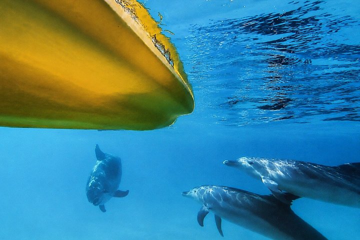 Kajak-Abenteuer mit Delfinen und 4WD-Tour im Noosa Great Sandy National Park, Foto 6 | wizardtrip