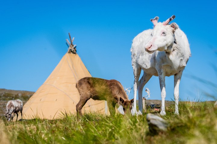 Begeleide minibus tour naar de Noordkaap en een Sami-dorp in Noorwegen, met culturele ervaringen en adembenemende landschappen, foto 4 | wizardtrip