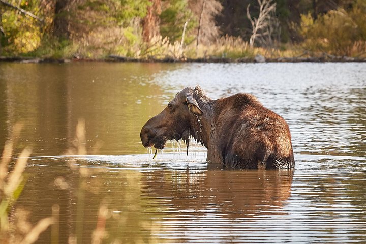 Scenic views and wildlife spotting in Grand Teton National Park, Jackson, photo 6 | wizardtrip