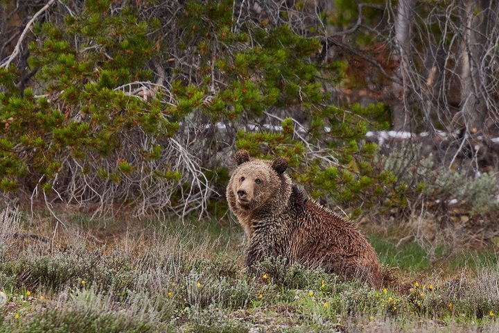 Scenic views and wildlife spotting in Grand Teton National Park, Jackson, photo 7 | wizardtrip