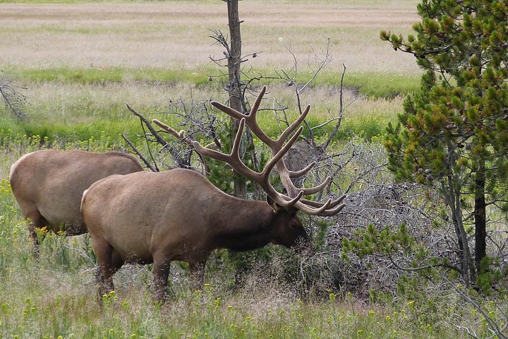Yellowstone nasjonalpark Lower Loop-tur med geysirer, varme kilder, fossefall og dyreliv, foto 13 | wizardtrip