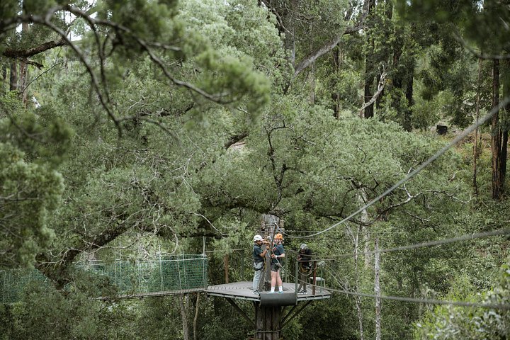 Zweef door het weelderige Tsitsikamma regenwoud op een spannend zipline-avontuur, foto 17 | wizardtrip