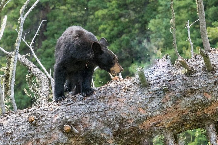 Excursion privée à Yellowstone présentant des sites emblématiques, la faune et des randonnées panoramiques avec un guide expert, photo 8 | wizardtrip