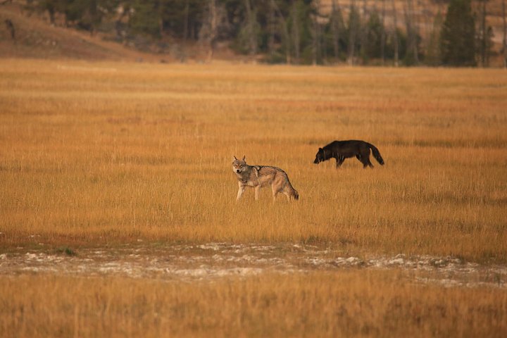 Excursion privée à Yellowstone présentant des sites emblématiques, la faune et des randonnées panoramiques avec un guide expert, photo 10 | wizardtrip