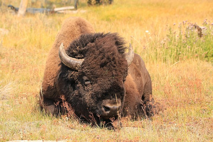 Excursion privée à Yellowstone présentant des sites emblématiques, la faune et des randonnées panoramiques avec un guide expert, photo 14 | wizardtrip