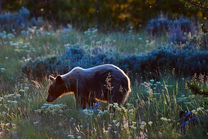 Excursion privée à Yellowstone présentant des sites emblématiques, la faune et des randonnées panoramiques avec un guide expert, photo 16 | wizardtrip