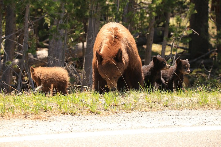 Excursion privée à Yellowstone présentant des sites emblématiques, la faune et des randonnées panoramiques avec un guide expert, photo 17 | wizardtrip