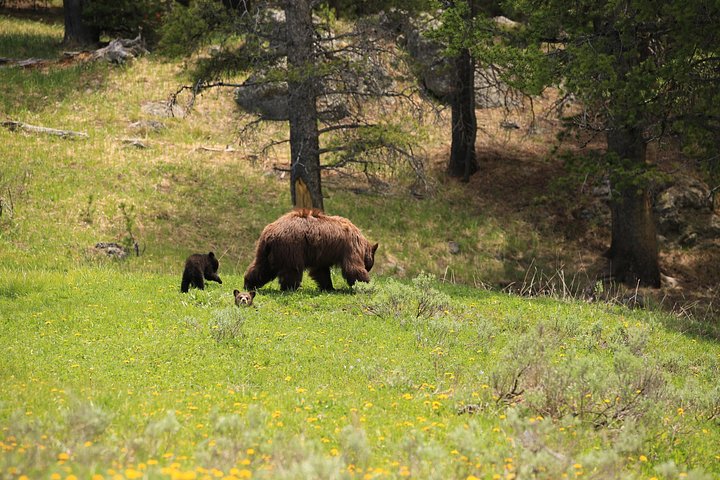 Excursion privée à Yellowstone présentant des sites emblématiques, la faune et des randonnées panoramiques avec un guide expert, photo 20 | wizardtrip