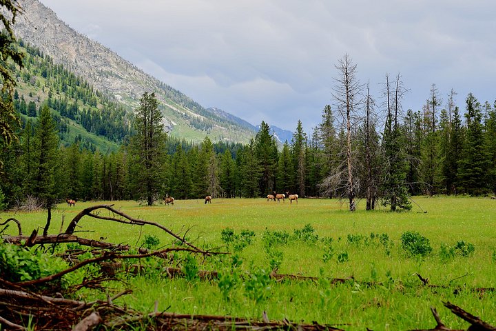 Excursion privée à Yellowstone présentant des sites emblématiques, la faune et des randonnées panoramiques avec un guide expert, photo 26 | wizardtrip