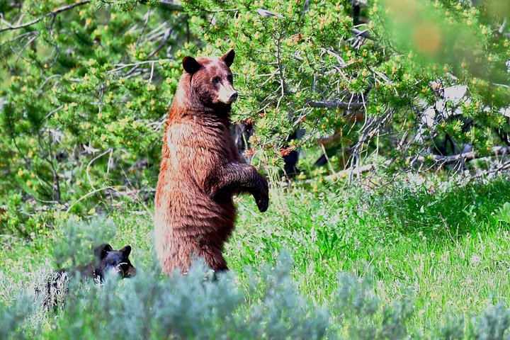 Excursion privée à Yellowstone présentant des sites emblématiques, la faune et des randonnées panoramiques avec un guide expert, photo 28 | wizardtrip