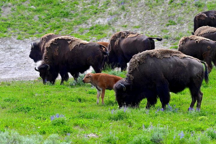 Excursion privée à Yellowstone présentant des sites emblématiques, la faune et des randonnées panoramiques avec un guide expert, photo 31 | wizardtrip