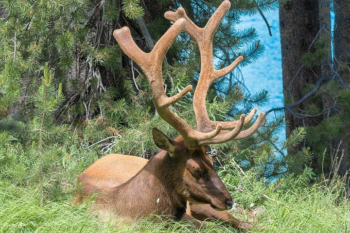 Excursion privée à Yellowstone présentant des sites emblématiques, la faune et des randonnées panoramiques avec un guide expert, photo 33 | wizardtrip