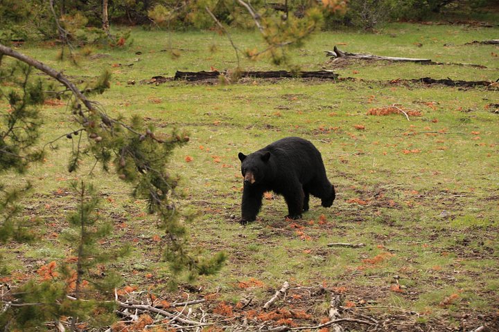 Excursion privée à Yellowstone présentant des sites emblématiques, la faune et des randonnées panoramiques avec un guide expert, photo 35 | wizardtrip