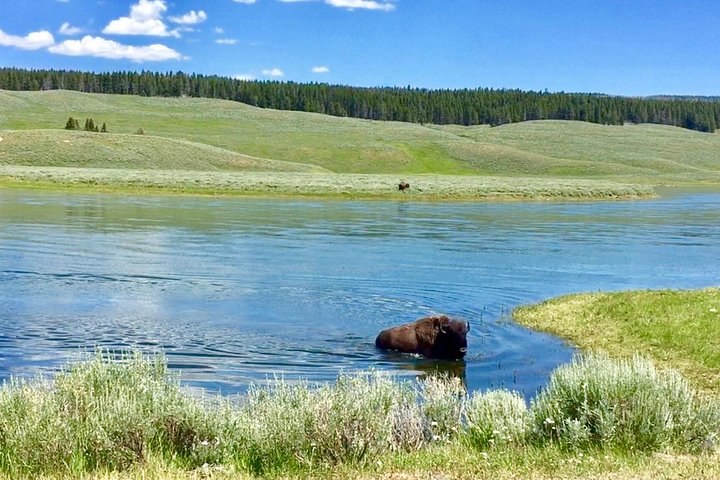 Excursion privée à Yellowstone présentant des sites emblématiques, la faune et des randonnées panoramiques avec un guide expert, photo 37 | wizardtrip