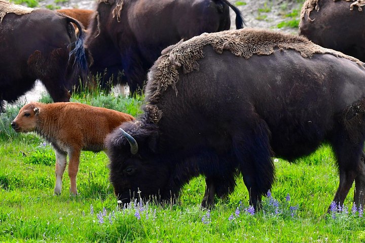 Excursion privée à Yellowstone présentant des sites emblématiques, la faune et des randonnées panoramiques avec un guide expert, photo 38 | wizardtrip