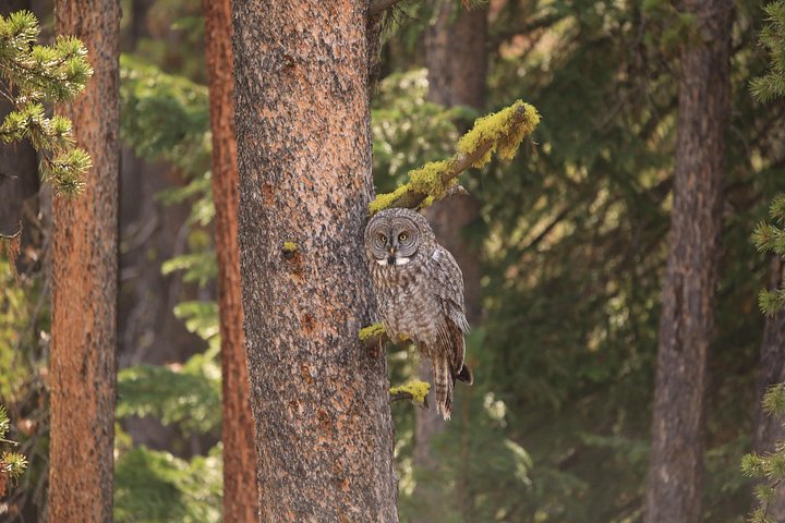 Excursion privée à Yellowstone présentant des sites emblématiques, la faune et des randonnées panoramiques avec un guide expert, photo 40 | wizardtrip