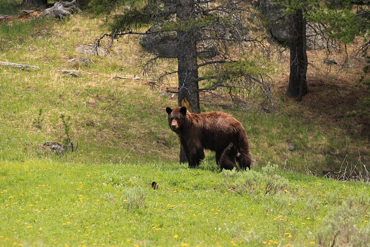 Excursion privée à Yellowstone présentant des sites emblématiques, la faune et des randonnées panoramiques avec un guide expert, photo 42 | wizardtrip