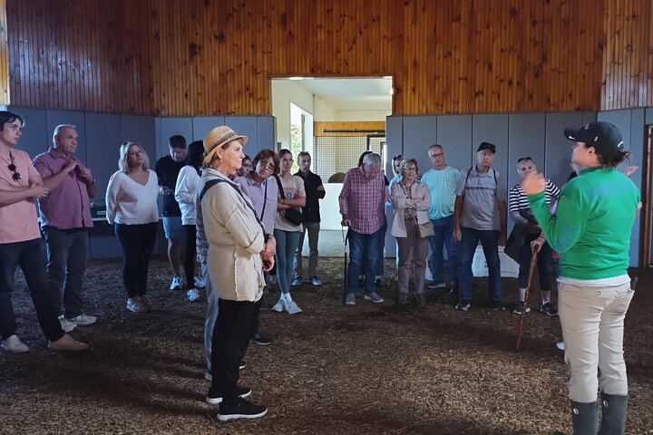 Kentucky Horse Farm Half-Day Tour | wizardtrip