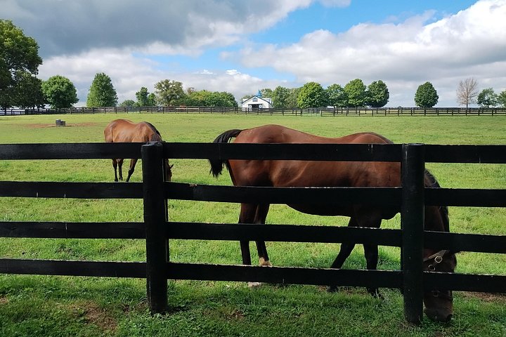 Visite de ferme de chevaux dans le Kentucky présentant des Pur-sang et la culture des courses, photo 8 | wizardtrip