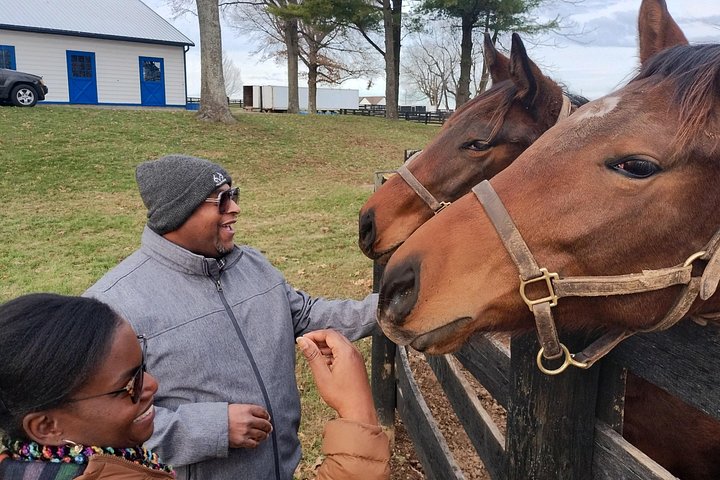 Visite de ferme de chevaux dans le Kentucky présentant des Pur-sang et la culture des courses, photo 9 | wizardtrip