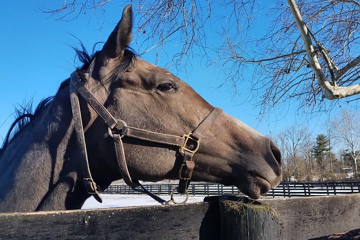 Visite de ferme de chevaux dans le Kentucky présentant des Pur-sang et la culture des courses, photo 11 | wizardtrip
