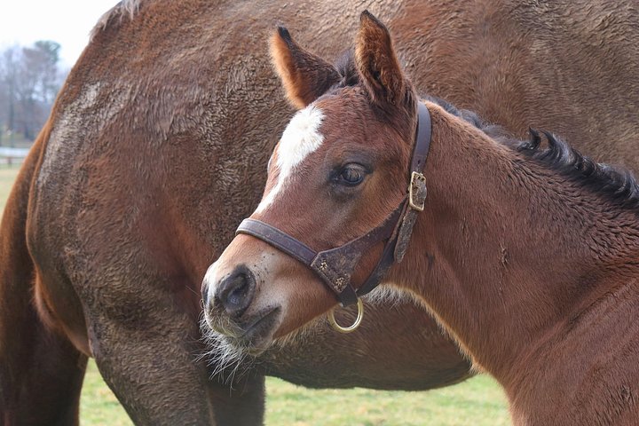 Visite de ferme de chevaux dans le Kentucky présentant des Pur-sang et la culture des courses, photo 18 | wizardtrip