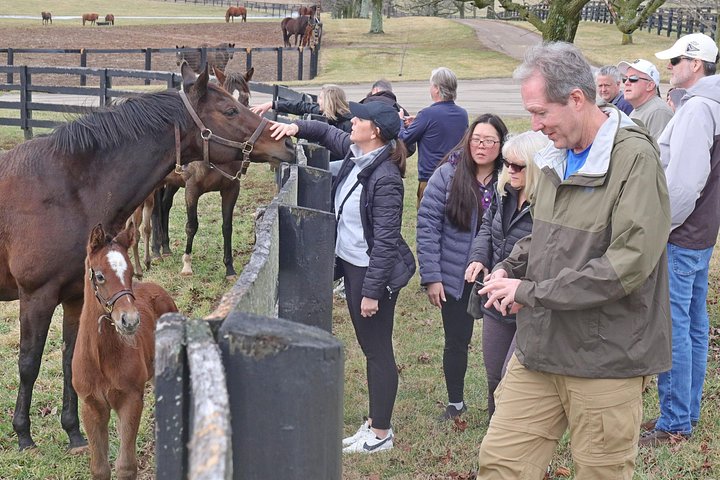 Visite de ferme de chevaux dans le Kentucky présentant des Pur-sang et la culture des courses, photo 20 | wizardtrip