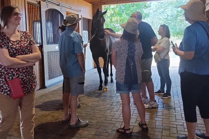 Visite de ferme de chevaux dans le Kentucky présentant des Pur-sang et la culture des courses, photo 22 | wizardtrip