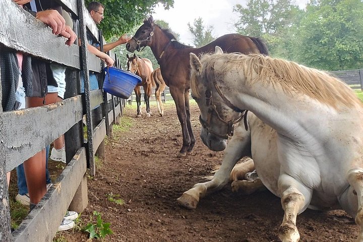 Visite de ferme de chevaux dans le Kentucky présentant des Pur-sang et la culture des courses, photo 23 | wizardtrip
