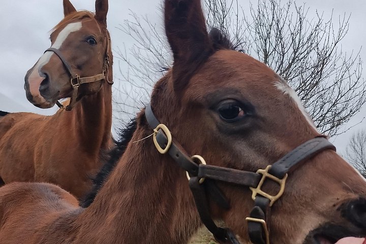 Visite de ferme de chevaux dans le Kentucky présentant des Pur-sang et la culture des courses, photo 31 | wizardtrip