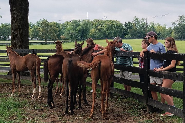 Visite de ferme de chevaux dans le Kentucky présentant des Pur-sang et la culture des courses, photo 32 | wizardtrip