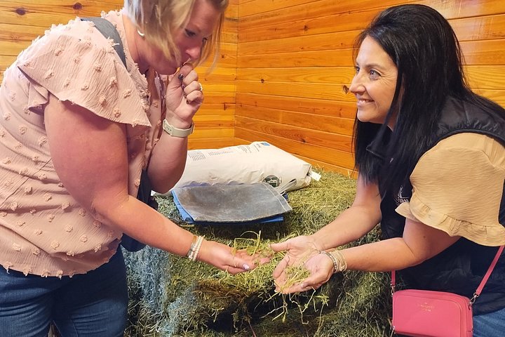 Visite de ferme de chevaux dans le Kentucky présentant des Pur-sang et la culture des courses, photo 38 | wizardtrip