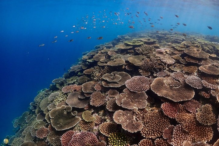 Tour de snorkel en la Cueva Azul de la isla de Ishigaki, Japón, con vibrante vida marina, foto 6 | wizardtrip