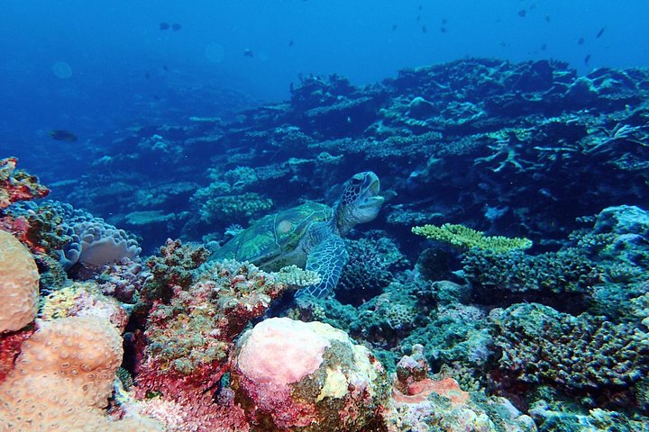 Tour de snorkel en la Cueva Azul de la isla de Ishigaki, Japón, con vibrante vida marina, foto 12 | wizardtrip