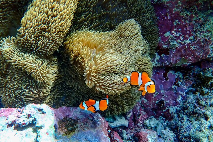 Tour de snorkel en la Cueva Azul de la isla de Ishigaki, Japón, con vibrante vida marina, foto 13 | wizardtrip