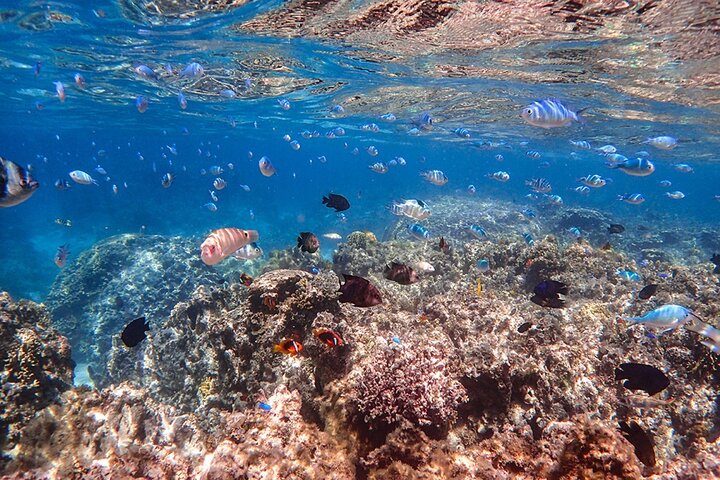 Tour de snorkel en la Cueva Azul de la isla de Ishigaki, Japón, con vibrante vida marina, foto 17 | wizardtrip
