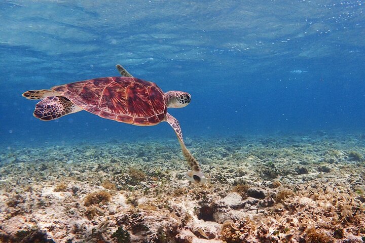Tour de snorkel en la Cueva Azul de la isla de Ishigaki, Japón, con vibrante vida marina, foto 19 | wizardtrip
