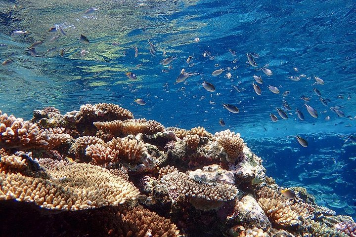 Tour de snorkel en la Cueva Azul de la isla de Ishigaki, Japón, con vibrante vida marina, foto 20 | wizardtrip