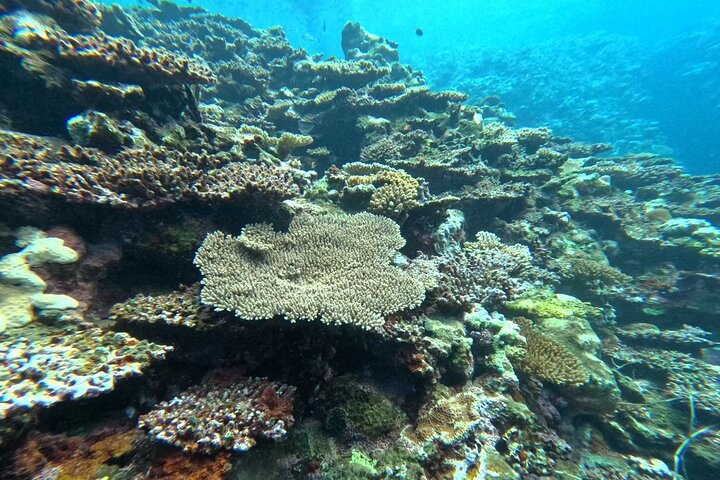 Tour de snorkel en la Cueva Azul de la isla de Ishigaki, Japón, con vibrante vida marina, foto 21 | wizardtrip
