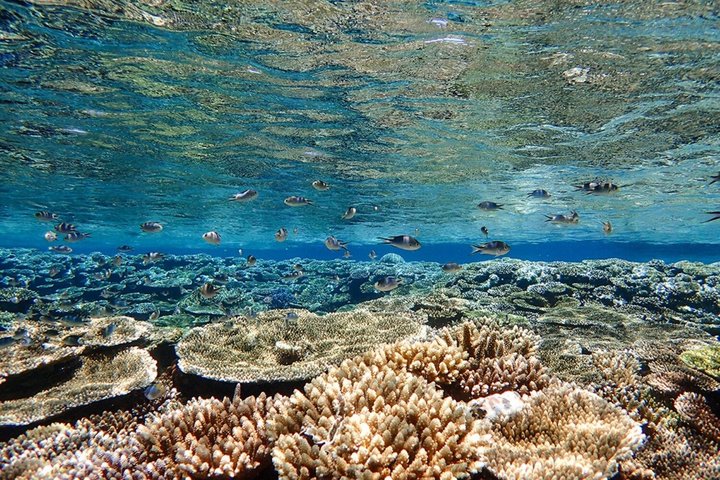 Tour de snorkel en la Cueva Azul de la isla de Ishigaki, Japón, con vibrante vida marina, foto 22 | wizardtrip