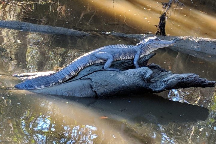 Besuch der Oak Alley Plantage und Airboat-Fahrt durch die Sümpfe Louisianas bei New Orleans, Foto 7 | wizardtrip