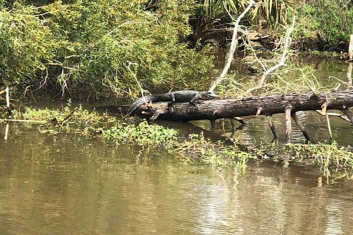 Besuch der Oak Alley Plantage und Airboat-Fahrt durch die Sümpfe Louisianas bei New Orleans, Foto 8 | wizardtrip
