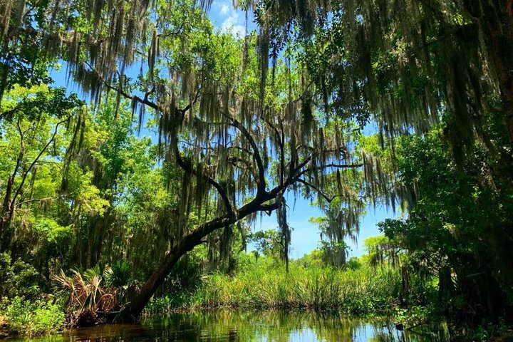 Stor luftbåtstur i träsket med transport från New Orleans | wizardtrip